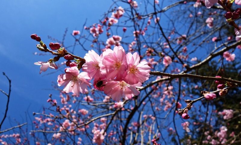 18 avril 1913 : Claude Debussy est de saison