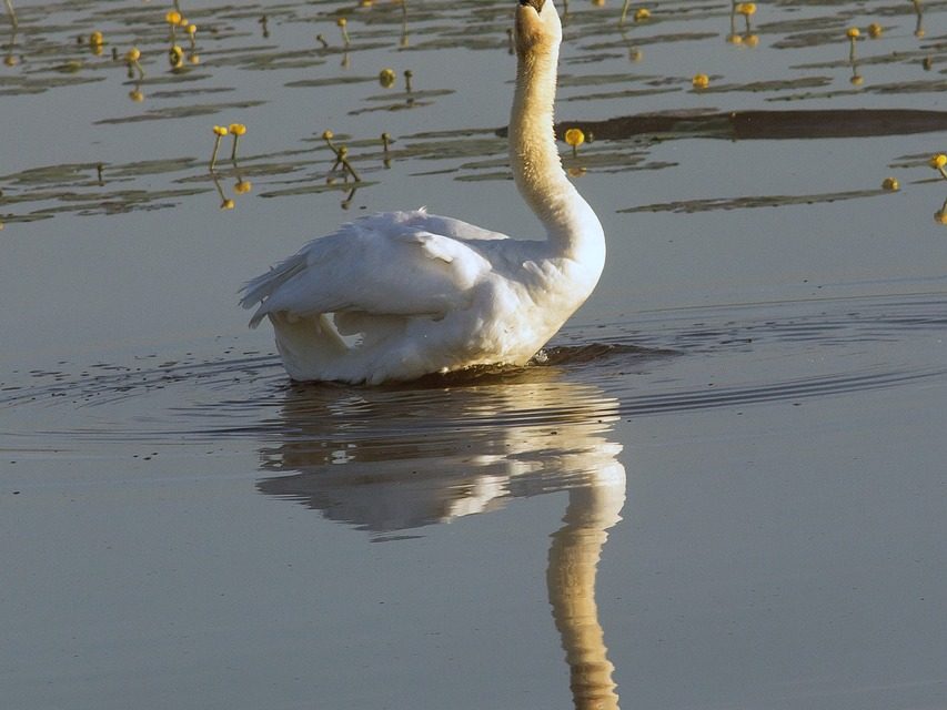 3 août 1829 : le chant lyrique du cygne de Rossini