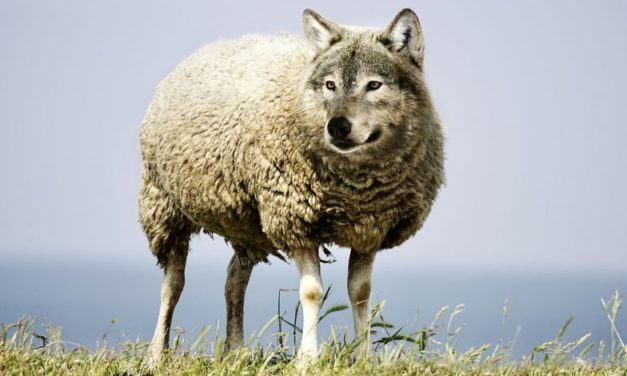 « Le loup dans la bergerie » de Jean-Claude Michéa : une critique lumineuse et vivifiante de l’horreur capitaliste