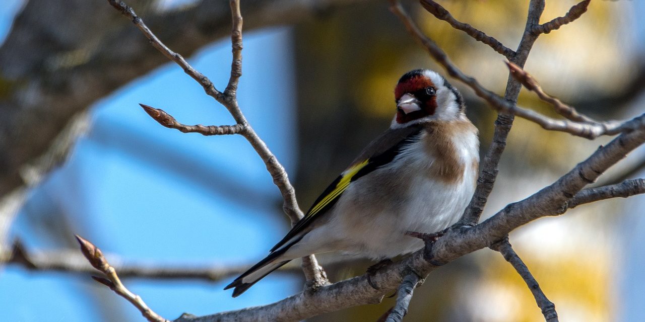 12 avril 1784 : Non, Mozart n&rsquo;est pas cui-cui