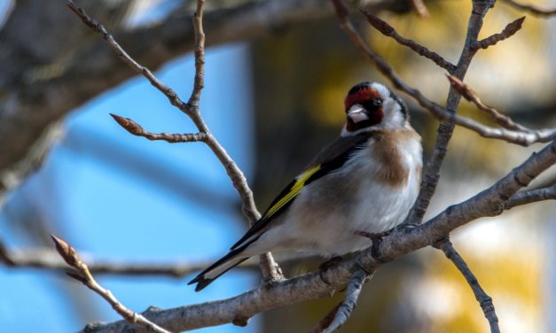 12 avril 1784 : Non, Mozart n’est pas cui-cui