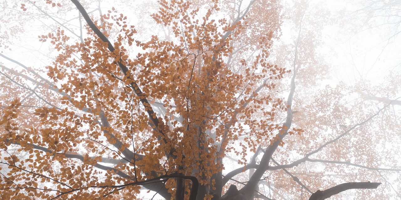 “Au pied de la cascade” de Béatrice Marchal : lumière du tombeau