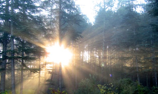 Une boule d’ARN et le monde est chamboulé