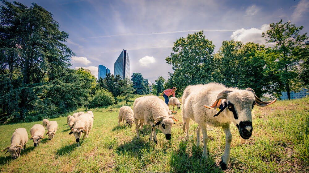 Nanterre veut-elle vraiment la peau de la Ferme du Bonheur ?